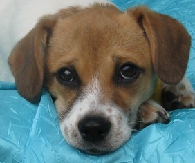 Medium Photo #1 Beagle-Unknown Mix Puppy For Sale in Cuba, NY, USA
