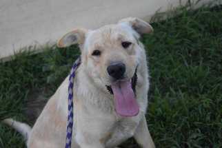 Chinese Shar-Pei-Unknown Mix Dogs for adoption in Dodson, MT, USA