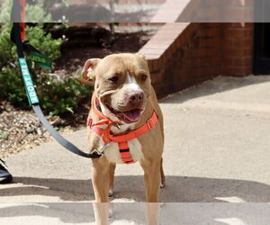 American Pit Bull Terrier Dogs for adoption in Alexandria, VA, USA