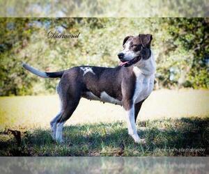 Mutt Dogs for adoption in Leesburg, FL, USA