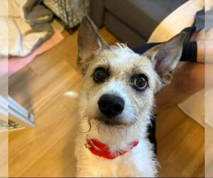 Parson Russell Terrier Dogs for adoption in Santa Barbara, CA, USA