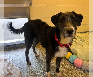 Labrador Retriever-Unknown Mix Dogs for adoption in Brewster, MA, USA
