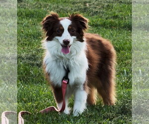 Australian Shepherd Dogs for adoption in FAIRLAWN, OH, USA