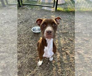 American Staffordshire Terrier-Unknown Mix Dogs for adoption in San Antonio, TX, USA