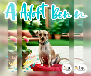 Chihuahua Dogs for adoption in Menifee, CA, USA