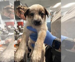 German Shepherd Dog-Unknown Mix Dogs for adoption in Tallahassee, FL, USA