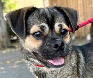 Pug-Unknown Mix Dogs for adoption in Lake Forest, CA, USA