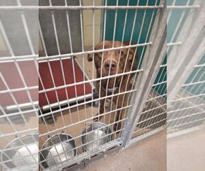 Labrador Retriever Dogs for adoption in Texas City, TX, USA