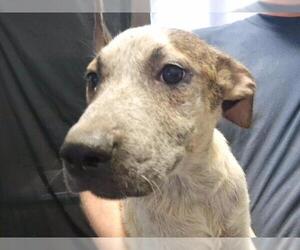 German Shepherd Dog-Unknown Mix Dogs for adoption in Tulsa, OK, USA