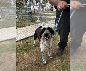 Poodle (Standard)-Unknown Mix Dogs for adoption in Corpus Christi, TX, USA
