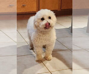 Bichon Frise Dogs for adoption in Alexandria, KY, USA
