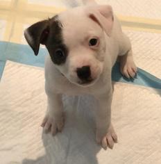 Medium Photo #1 American Pit Bull Terrier Puppy For Sale in Longview, TX, USA