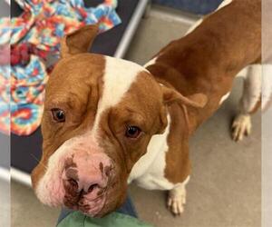 American Bulldog Dogs for adoption in Fort Collins, CO, USA