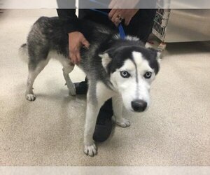 Siberian Husky Dogs for adoption in Riverside, CA, USA