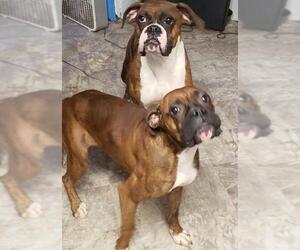 Boxer Dogs for adoption in Smithfield, PA, USA