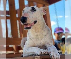 Bull Terrier Dogs for adoption in Von Ormy, TX, USA