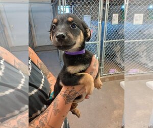 Border-Aussie Dogs for adoption in Monte Vista, CO, USA