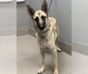 Mutt Dogs for adoption in Las Vegas, NV, USA