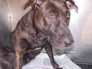 American Pit Bull Terrier-Unknown Mix Dogs for adoption in Gainesville, FL, USA
