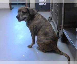 American Pit Bull Terrier-Unknown Mix Dogs for adoption in Fayetteville, NC, USA