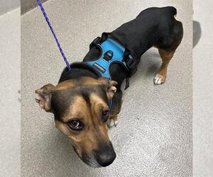 American Pit Bull Terrier-Dachshund Mix Dogs for adoption in Las Vegas, NV, USA