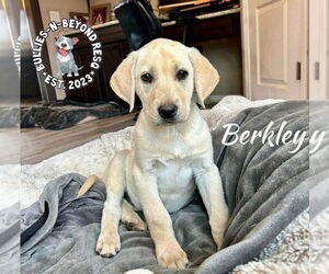 Labrador Retriever-Unknown Mix Dogs for adoption in Omaha, NE, USA