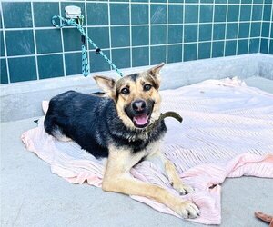 German Shepherd Dog Dogs for adoption in Rancho Cucamonga, CA, USA