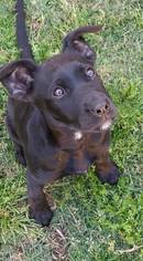 Small Labrador Retriever Mix