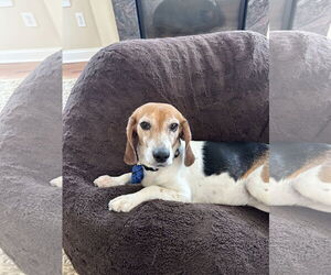 Beagle Dogs for adoption in Doylestown, PA, USA