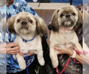 Shih Tzu Dogs for adoption in Fresno, CA, USA