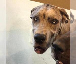 Great Dane Dogs for adoption in Denton, TX, USA