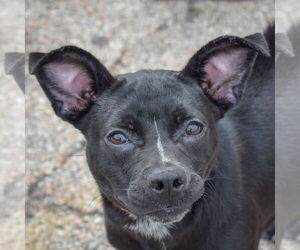 French Bulldog-Unknown Mix Dogs for adoption in Huntley, IL, USA