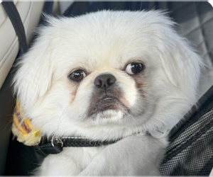 Pekingese Dogs for adoption in San Ramon, CA, USA