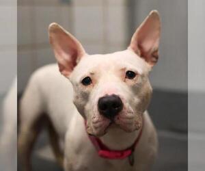 American Staffordshire Terrier-Unknown Mix Dogs for adoption in San Antonio, TX, USA