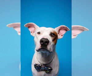 Bulldog-Staffordshire Bull Terrier Mix Dogs for adoption in Aurora, CO, USA