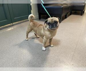 Pug Dogs for adoption in Pasadena, CA, USA
