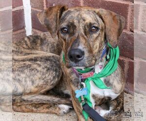 Boxer-Plott Hound Mix Dogs for adoption in Washington, DC, USA