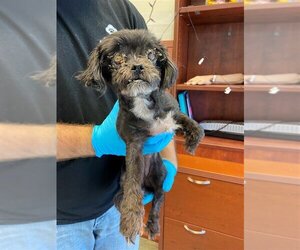 Maltese Dogs for adoption in San Antonio, TX, USA