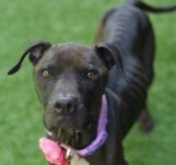 American Pit Bull Terrier Dogs for adoption in BRONX, NY, USA
