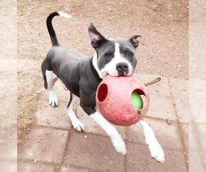 American Staffordshire Terrier Dogs for adoption in Austin, TX, USA