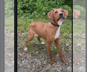 Mutt Dogs for adoption in Westwood, NJ, USA