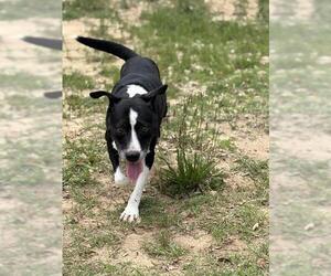 Mutt Dogs for adoption in Augusta, GA, USA