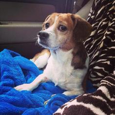 Beagle Dogs for adoption in Clearfield, KY, USA