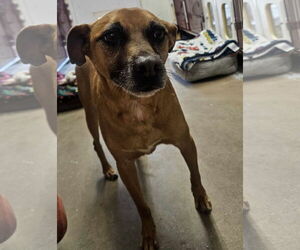 Basenji-Chihuahua Mix Dogs for adoption in El Centro, CA, USA