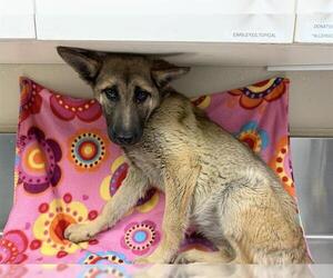 German Shepherd Dog Dogs for adoption in HESPERIA, CA, USA