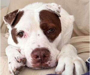 Mutt Dogs for adoption in Tampa, FL, USA