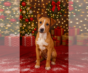 American Pit Bull Terrier-Border Collie Mix Dogs for adoption in Blacksburg, SC, USA