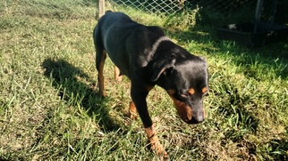 Rottweiler-Unknown Mix Dogs for adoption in Valley Falls, KS, USA