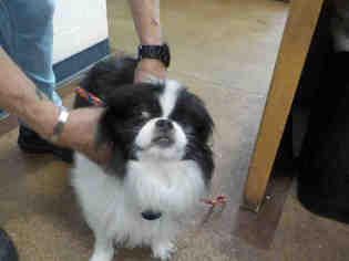 Japanese Chin Dogs for adoption in Temple, TX, USA
