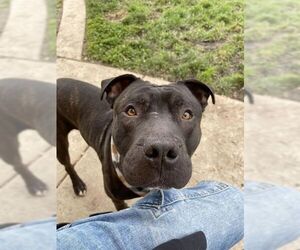 Mutt Dogs for adoption in Elk Grove, CA, USA
